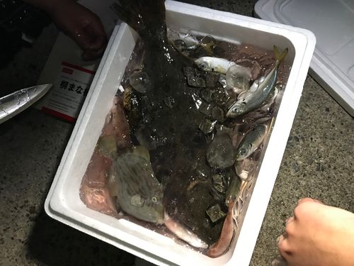 ヒラメの釣果