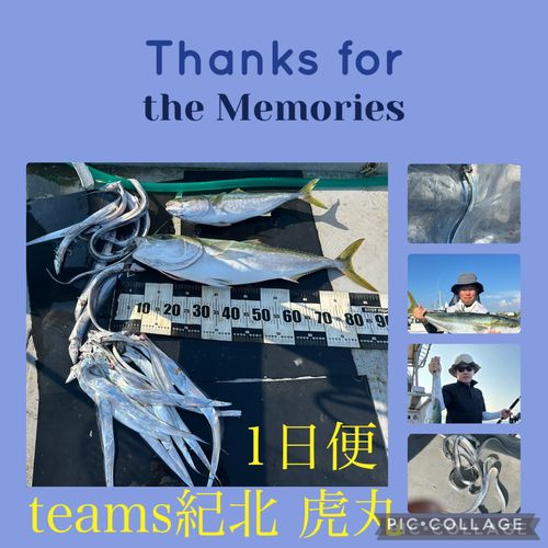 ブリの釣果