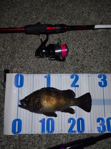 メバルの釣果