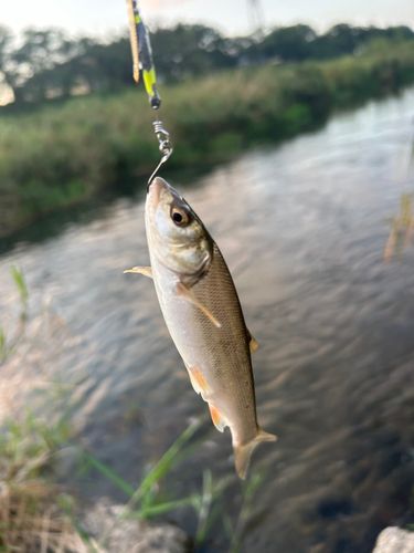 ウグイの釣果