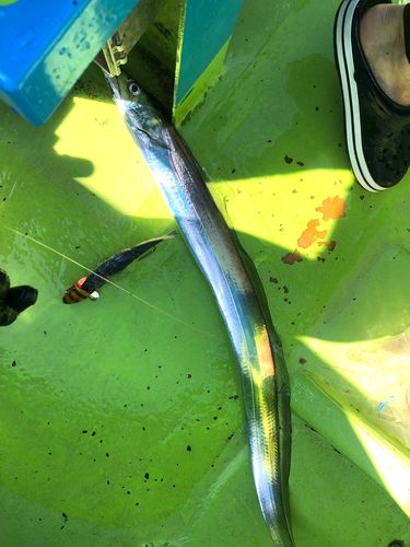 タチウオの釣果