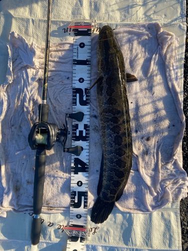 ライギョの釣果