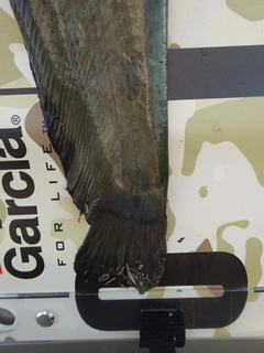ナマズの釣果
