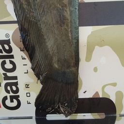 ナマズ