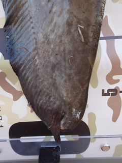 ナマズの釣果