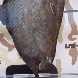 ナマズ