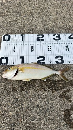 ショゴの釣果