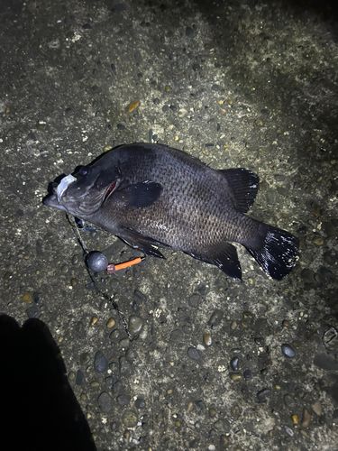 ヒゲダイの釣果