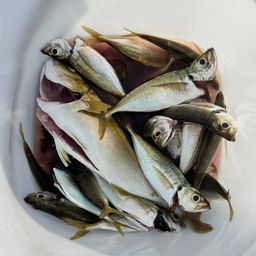 アジ