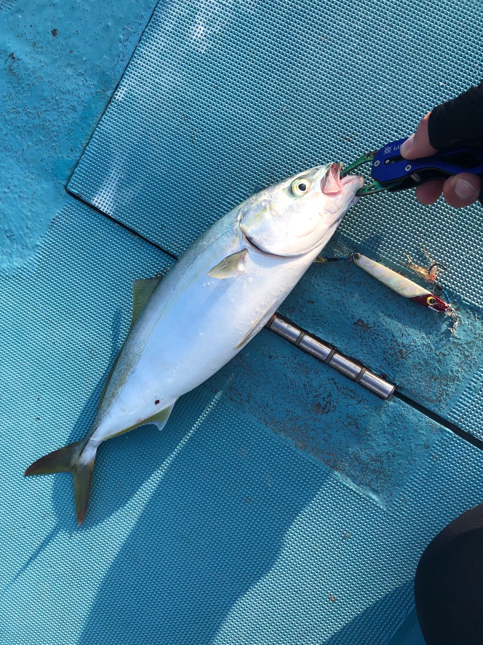 1/144さんの釣果 1枚目の画像