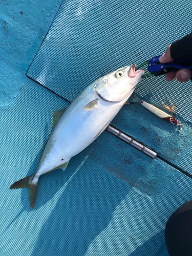 イナダの釣果