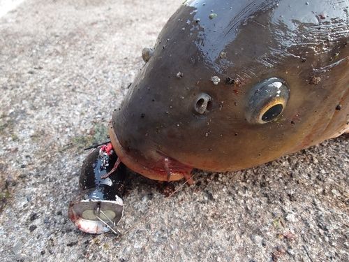 コイの釣果