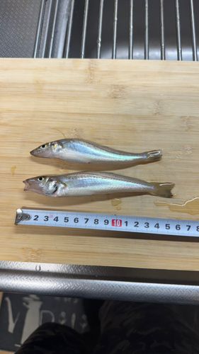 キスの釣果