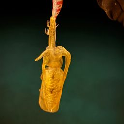 アオリイカ