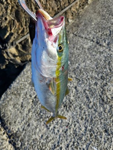 ハマチの釣果