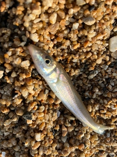シロギスの釣果