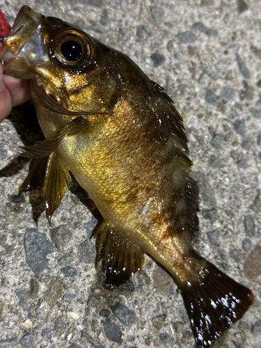 メバルの釣果