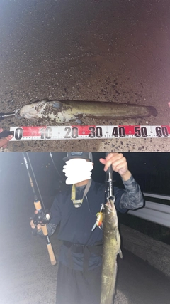 ナマズの釣果