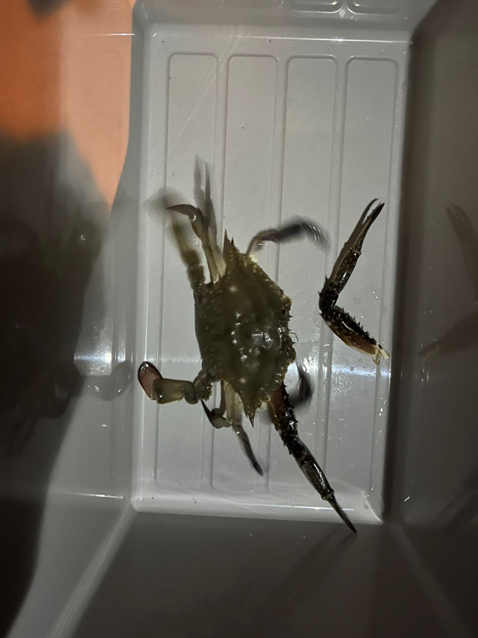 ワタリガニ