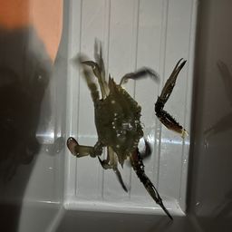 ワタリガニ