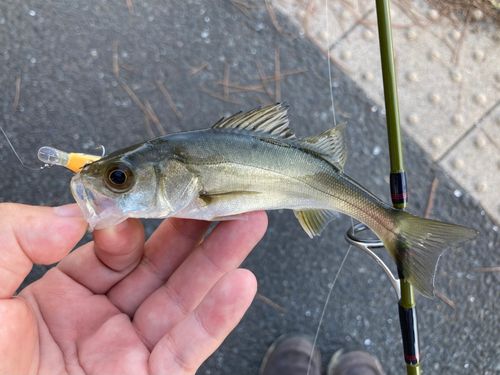 セイゴ（マルスズキ）の釣果