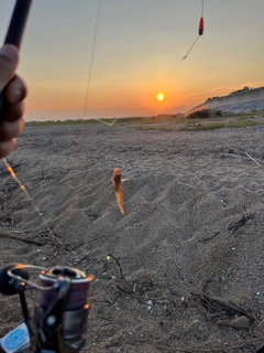 シロギスの釣果