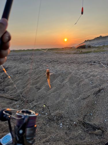 シロギスの釣果
