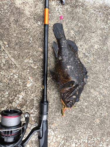 オウゴンムラソイの釣果