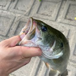 ブラックバス