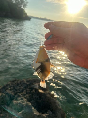 ムラサメモンガラ