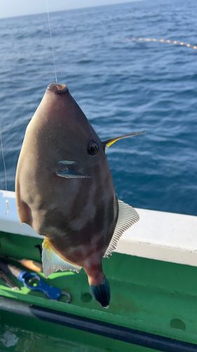 ウマヅラハギの釣果
