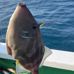 ウマヅラハギ