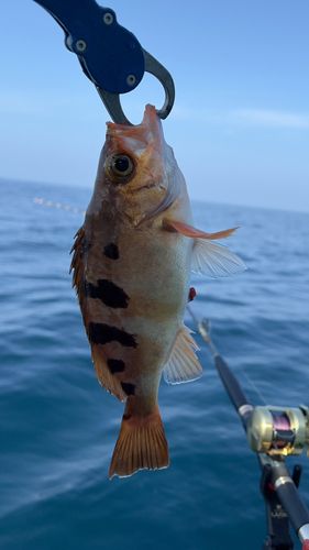 オキメバルの釣果