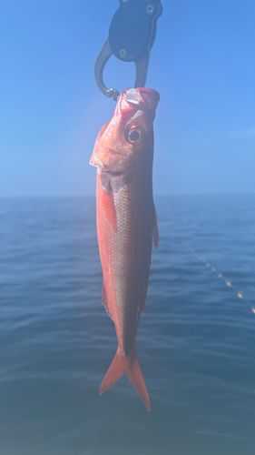 ハチビキの釣果