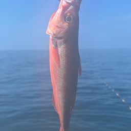ハチビキ