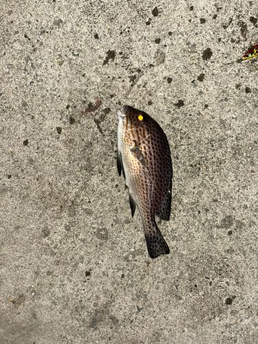 コロダイの釣果