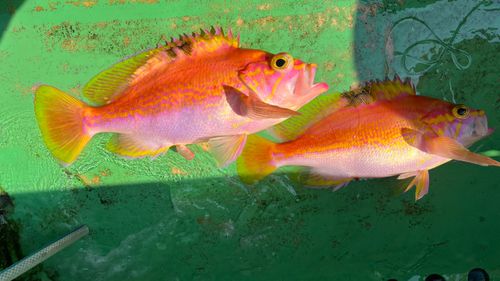 アカイサキの釣果