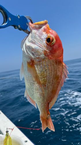 キダイの釣果