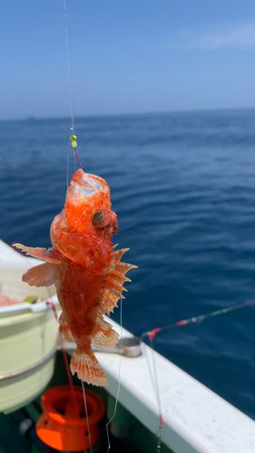 イズカサゴの釣果