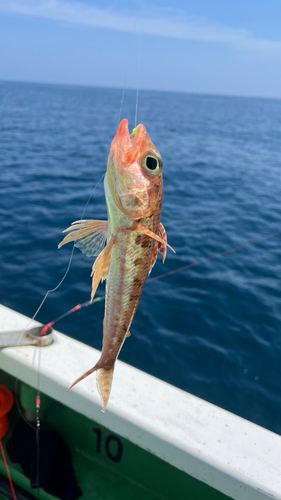ヒメの釣果