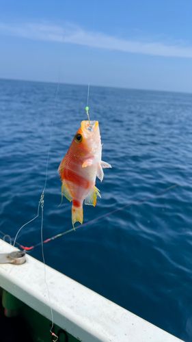 アズマハナダイの釣果