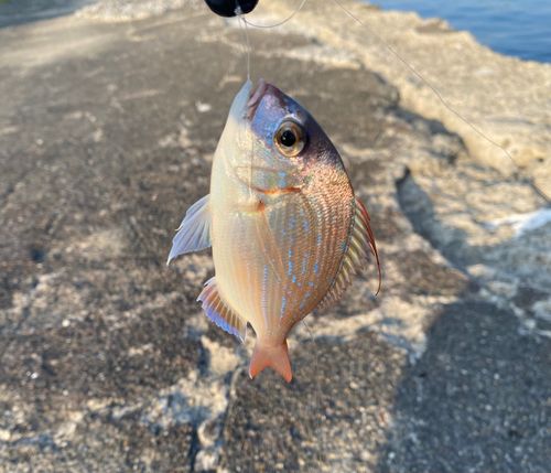 シマアジの釣果