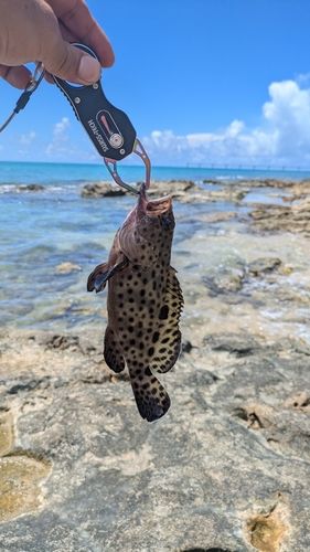 イシミーバイの釣果