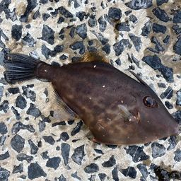 ウマヅラハギ