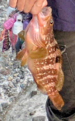 キジハタの釣果