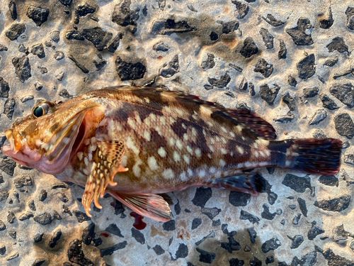 カサゴの釣果
