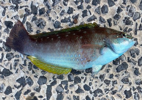 ベラの釣果