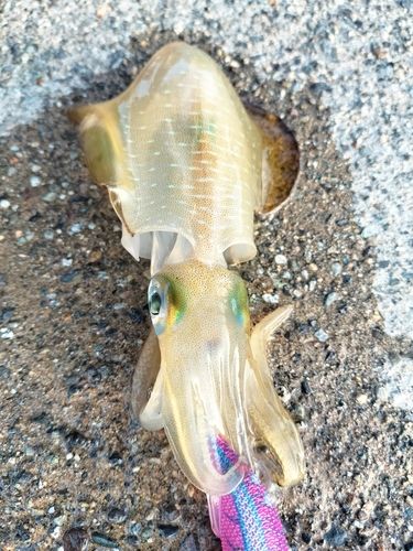 アオリイカの釣果