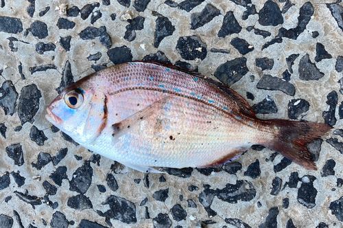 チダイの釣果