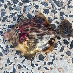 カワハギ
